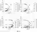 Fig. 13 - Yeast strains for ethanol production