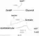 Fig. 14 - Yeast strains for ethanol production