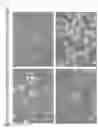 Fig. 04 - Method of producing cancer stem cells