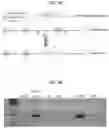 Fig. 04 - Cells and Methods of Uses and Making the Same