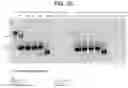 Fig. 05 - Cells and Methods of Uses and Making the Same