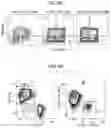 Fig. 12 - Cells and Methods of Uses and Making the Same