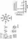 Fig. 07 - Nanoscale artificial antigen presenting cells