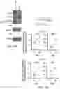 Fig. 25 - METHODS FOR MANUFACTURING T CELLS EXPRESSING OF CHIMERIC ANTIGEN RECEPTORS AND OTHER RECEPTORS
