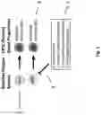 Fig. 02 - METHODS, SYSTEMS, FACTORS, AND MEDIA FOR REDUCTION OF CELLULAR STRESS AND REACTIVE OXYGEN SPECIES
