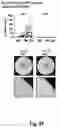 Fig. 08 - METHODS, SYSTEMS, FACTORS, AND MEDIA FOR REDUCTION OF CELLULAR STRESS AND REACTIVE OXYGEN SPECIES