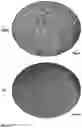 Fig. 11 - Method and composition for inducing chondrogenesis or tenogenesis in mesenchymal stem cells