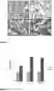 Fig. 15 - Method and composition for inducing chondrogenesis or tenogenesis in mesenchymal stem cells