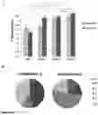 Fig. 18 - Method and composition for inducing chondrogenesis or tenogenesis in mesenchymal stem cells