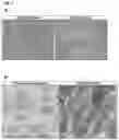 Fig. 03 - Method for producing adult liver progenitor cells