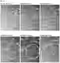 Fig. 04 - Method for producing adult liver progenitor cells
