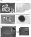 Fig. 06 - Method for producing adult liver progenitor cells