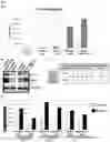 Fig. 08 - Method for producing adult liver progenitor cells
