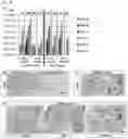 Fig. 13 - Method for producing adult liver progenitor cells