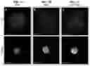 Fig. 02 - CELL SPHEROIDS CONTAINING CAPILLARY STRUCTURES AND METHODS OF USING SAME