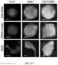 Fig. 03 - CELL SPHEROIDS CONTAINING CAPILLARY STRUCTURES AND METHODS OF USING SAME