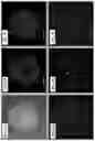 Fig. 09 - CELL SPHEROIDS CONTAINING CAPILLARY STRUCTURES AND METHODS OF USING SAME