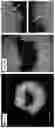 Fig. 10 - CELL SPHEROIDS CONTAINING CAPILLARY STRUCTURES AND METHODS OF USING SAME