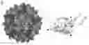 Fig. 01 - Adeno-associated virus capsid variants and methods of use thereof