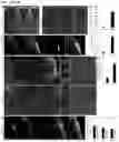 Fig. 19 - Adeno-associated virus capsid variants and methods of use thereof