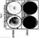 Fig. 06 - Use of adenovirus and nucleic acids coding therefor