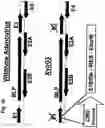 Fig. 17 - Use of adenovirus and nucleic acids coding therefor