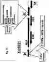 Fig. 18 - Use of adenovirus and nucleic acids coding therefor