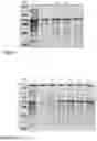 Fig. 03 - METHOD FOR THE EXTRACTION OF RECOMBINANT PROTEINS