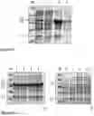 Fig. 05 - METHOD FOR THE EXTRACTION OF RECOMBINANT PROTEINS