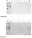 Fig. 07 - METHOD FOR THE EXTRACTION OF RECOMBINANT PROTEINS