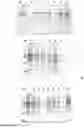 Fig. 08 - METHOD FOR THE EXTRACTION OF RECOMBINANT PROTEINS