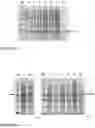 Fig. 09 - METHOD FOR THE EXTRACTION OF RECOMBINANT PROTEINS
