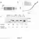 Fig. 03 - Protein Expression Construct and Methods Thereof