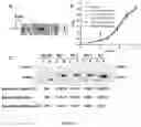 Fig. 04 - Protein Expression Construct and Methods Thereof
