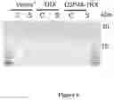 Fig. 07 - Protein Expression Construct and Methods Thereof