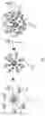 Fig. 07 - Disordered protein-based seeds for molecular clustering
