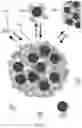 Fig. 08 - Disordered protein-based seeds for molecular clustering