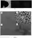 Fig. 06 - Tissue scaffolds for electrically excitable cells