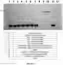 Fig. 17 - Methods for purification of messenger RNA