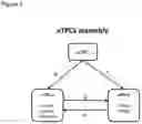 Fig. 04 - AN ENGINEERED MULTI-COMPONENT SYSTEM FOR IDENTIFICATION AND CHARACTERISATION OF T-CELL RECEPTORS, T-CELL ANTIGENS AND THEIR FUNCTIONAL INTERACTION