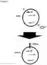 Fig. 07 - AN ENGINEERED MULTI-COMPONENT SYSTEM FOR IDENTIFICATION AND CHARACTERISATION OF T-CELL RECEPTORS, T-CELL ANTIGENS AND THEIR FUNCTIONAL INTERACTION