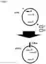 Fig. 08 - AN ENGINEERED MULTI-COMPONENT SYSTEM FOR IDENTIFICATION AND CHARACTERISATION OF T-CELL RECEPTORS, T-CELL ANTIGENS AND THEIR FUNCTIONAL INTERACTION