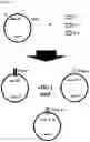 Fig. 11 - AN ENGINEERED MULTI-COMPONENT SYSTEM FOR IDENTIFICATION AND CHARACTERISATION OF T-CELL RECEPTORS, T-CELL ANTIGENS AND THEIR FUNCTIONAL INTERACTION