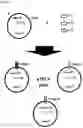 Fig. 12 - AN ENGINEERED MULTI-COMPONENT SYSTEM FOR IDENTIFICATION AND CHARACTERISATION OF T-CELL RECEPTORS, T-CELL ANTIGENS AND THEIR FUNCTIONAL INTERACTION