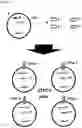 Fig. 13 - AN ENGINEERED MULTI-COMPONENT SYSTEM FOR IDENTIFICATION AND CHARACTERISATION OF T-CELL RECEPTORS, T-CELL ANTIGENS AND THEIR FUNCTIONAL INTERACTION