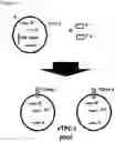 Fig. 14 - AN ENGINEERED MULTI-COMPONENT SYSTEM FOR IDENTIFICATION AND CHARACTERISATION OF T-CELL RECEPTORS, T-CELL ANTIGENS AND THEIR FUNCTIONAL INTERACTION