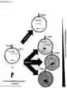 Fig. 17 - AN ENGINEERED MULTI-COMPONENT SYSTEM FOR IDENTIFICATION AND CHARACTERISATION OF T-CELL RECEPTORS, T-CELL ANTIGENS AND THEIR FUNCTIONAL INTERACTION