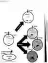 Fig. 18 - AN ENGINEERED MULTI-COMPONENT SYSTEM FOR IDENTIFICATION AND CHARACTERISATION OF T-CELL RECEPTORS, T-CELL ANTIGENS AND THEIR FUNCTIONAL INTERACTION
