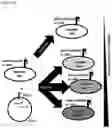 Fig. 19 - AN ENGINEERED MULTI-COMPONENT SYSTEM FOR IDENTIFICATION AND CHARACTERISATION OF T-CELL RECEPTORS, T-CELL ANTIGENS AND THEIR FUNCTIONAL INTERACTION