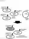 Fig. 23 - AN ENGINEERED MULTI-COMPONENT SYSTEM FOR IDENTIFICATION AND CHARACTERISATION OF T-CELL RECEPTORS, T-CELL ANTIGENS AND THEIR FUNCTIONAL INTERACTION